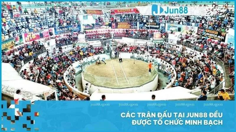 Đá Gà 9 Các trận đấu tại Jun88 đều được tổ chức minh bạch