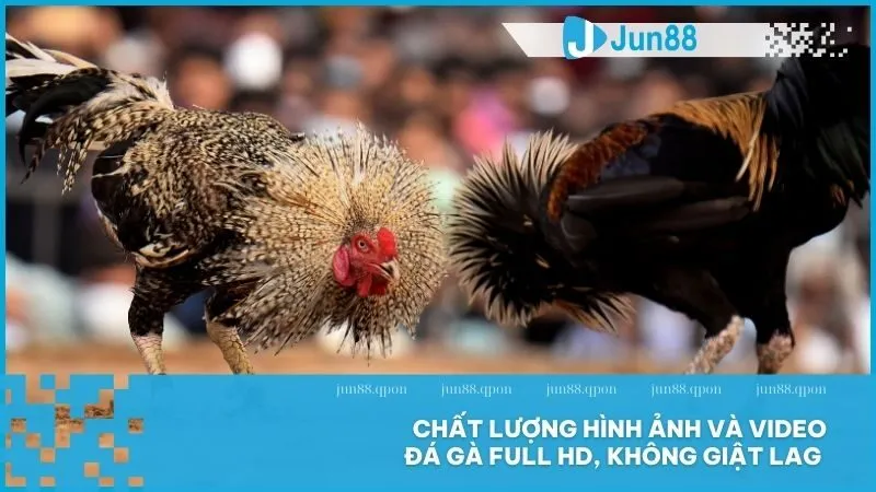 Đá Gà 8 Chất lượng hình ảnh và video đá gà full HD, không giật lag