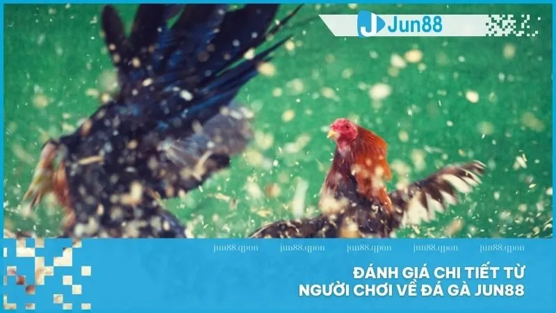 Đá Gà 12 Đánh giá chi tiết từ người chơi về đá gà Jun88