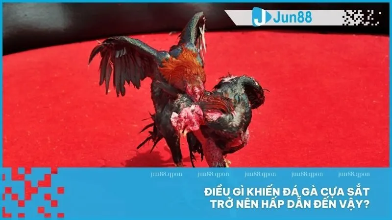 Đá gà cựa sắt tại Jun88 – Hồi hộp từng cú đá, chiến thuật đỉnh cao 3 Điều gì khiến đá gà cựa sắt trở nên hấp dẫn đến vậy?
